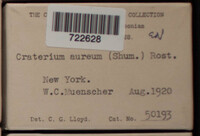 Craterium aureum (d2) image